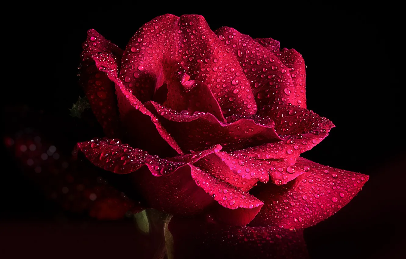 Фото обои цветок, капли, роза, черный фон, крупным планом