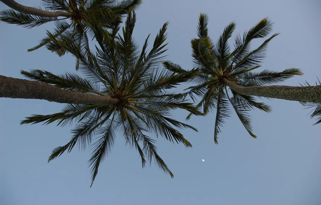 Фото обои небо, тропики, пальмы, луна