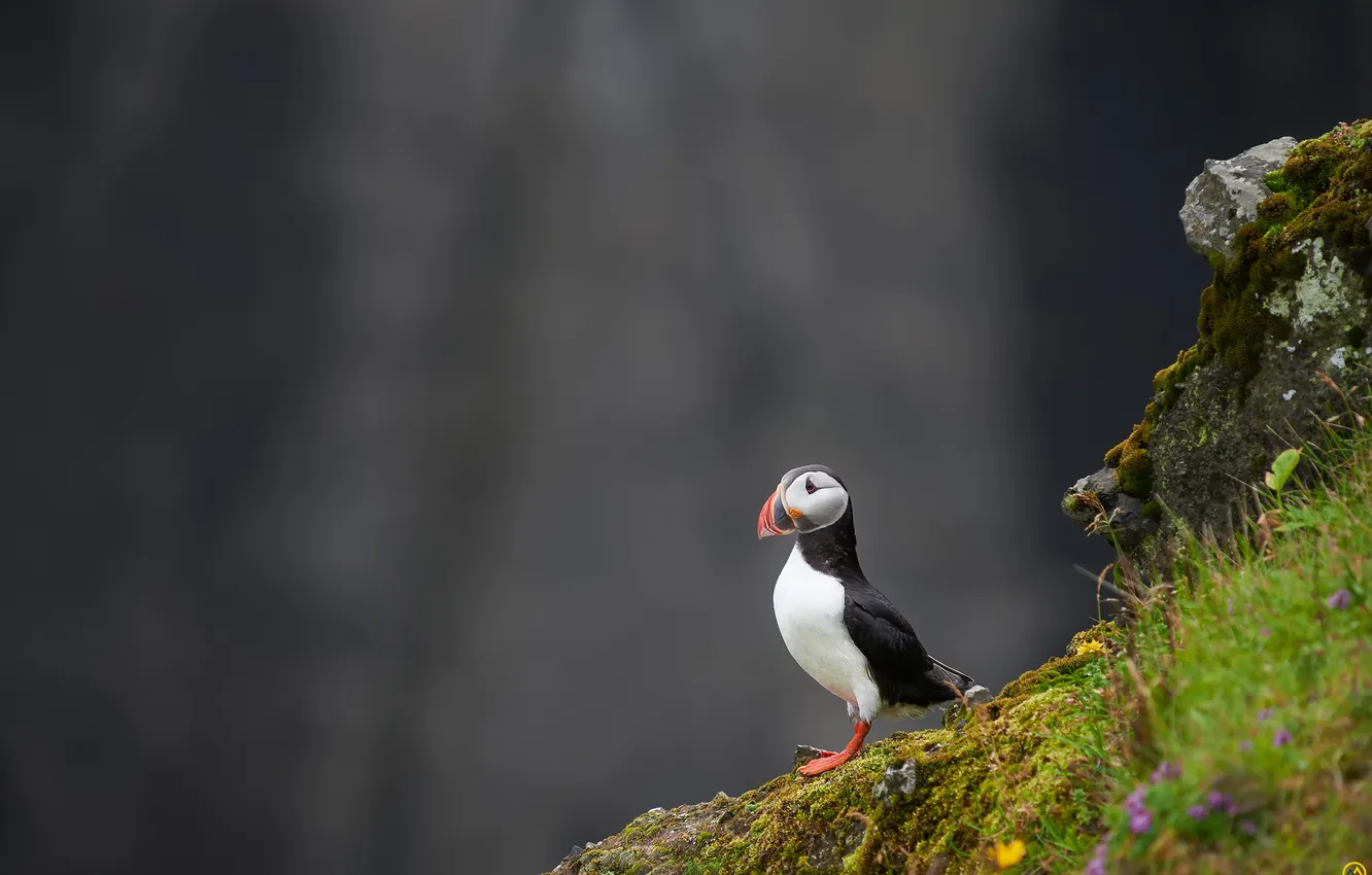 Фото обои камни, фон, скалы, птица, Атлантический тупик, Fratercula arctica, Puffin