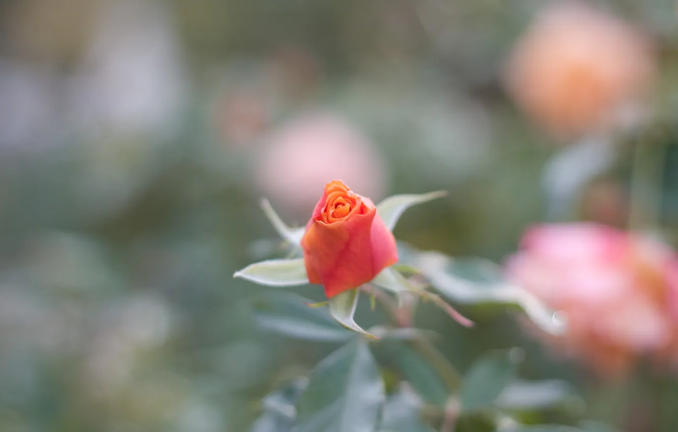Фото обои цветок, листья, макро, природа, роза, растение, оранжевая, размытость
