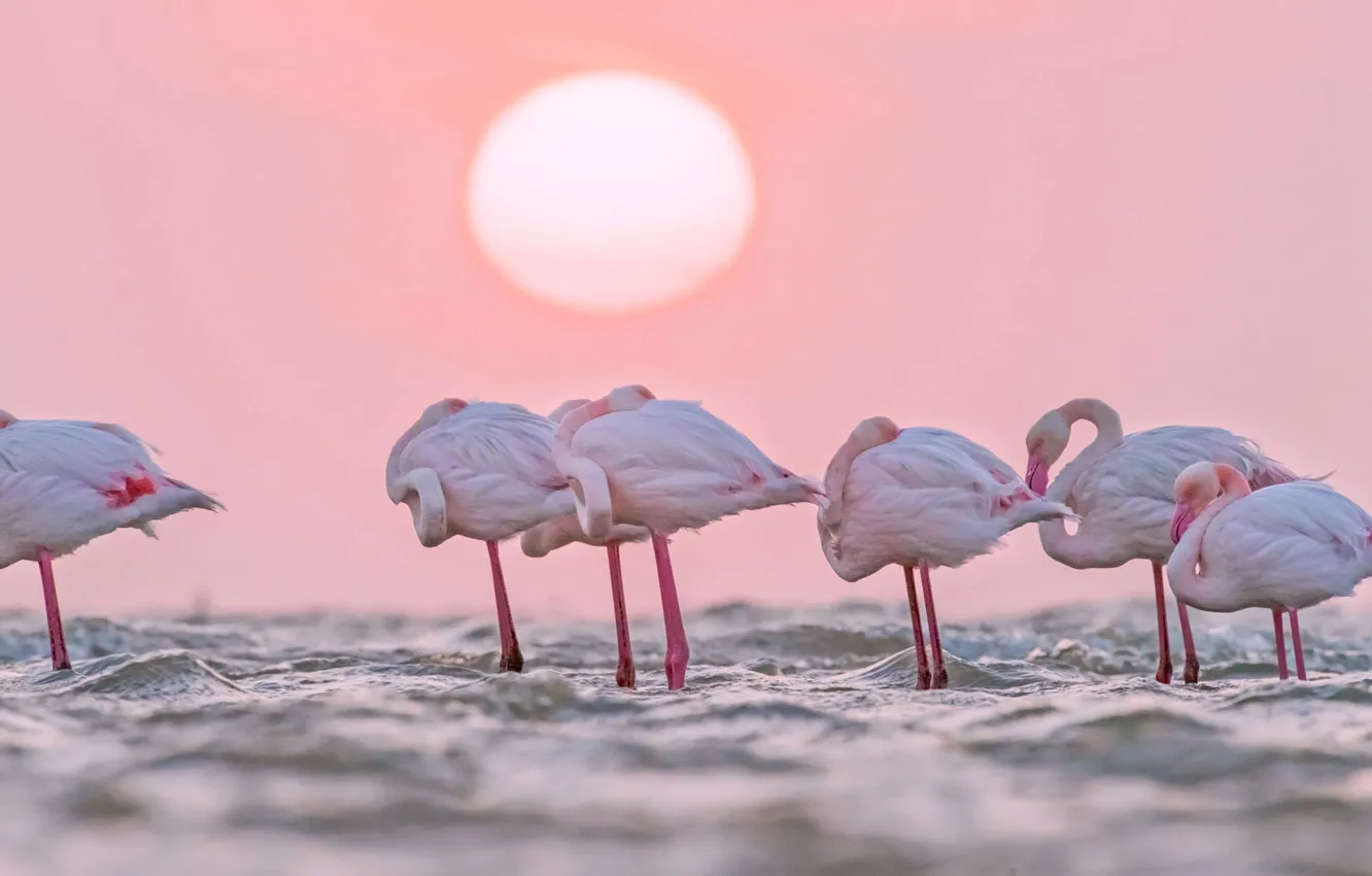 Фото обои вода, птицы, Солнце, Африка, фламинго, Намибия