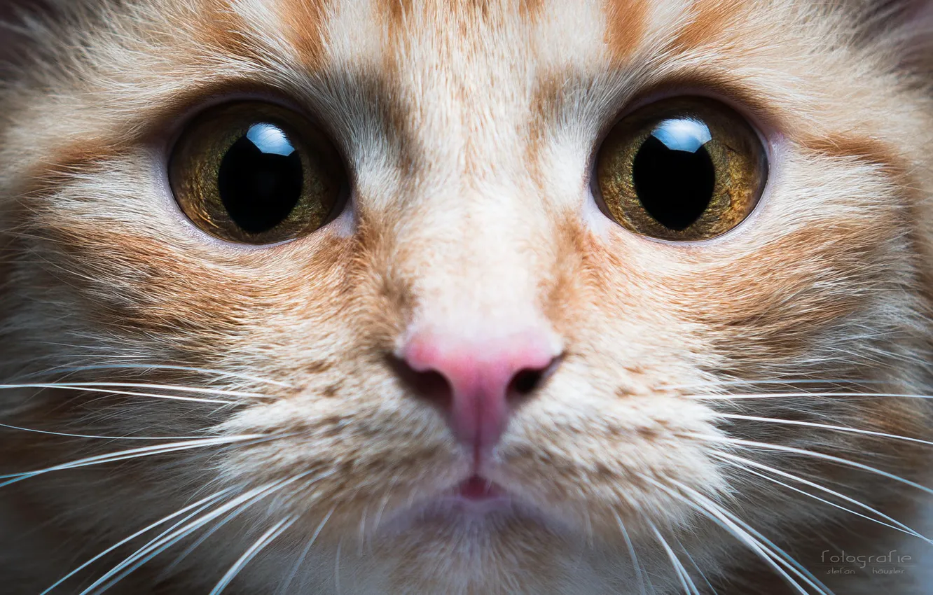 Фото обои кошка, глаза, кот, усы, морда, нос, Stefan Häusler