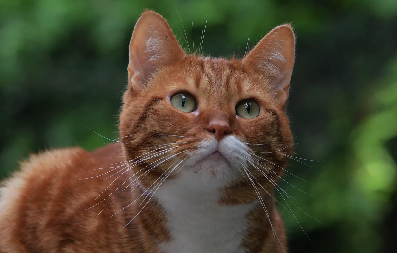 Фото обои кошка, взгляд, фон, мордочка, рыжая, котейка