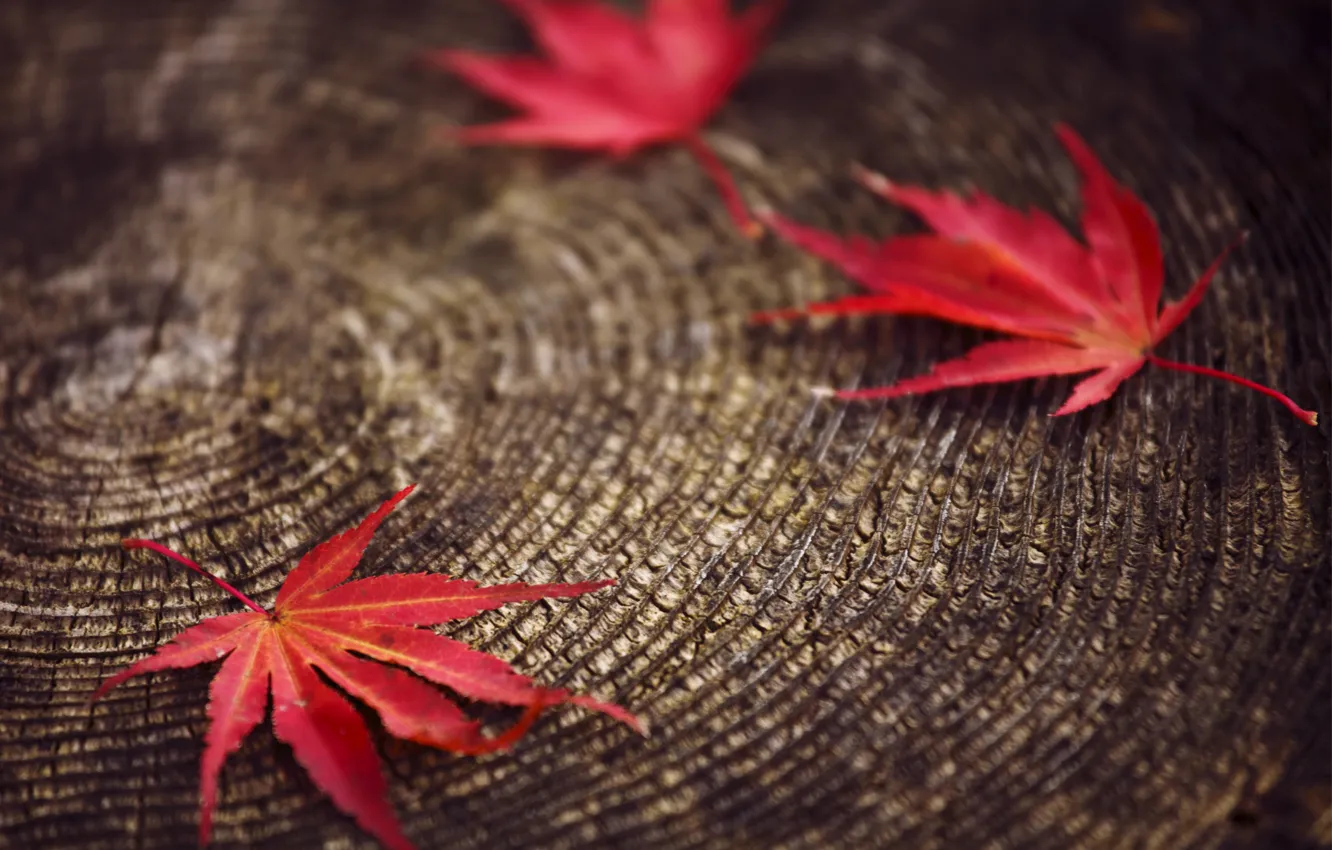 Фото обои макро, размытость, Листья, пенек, красные, осенние
