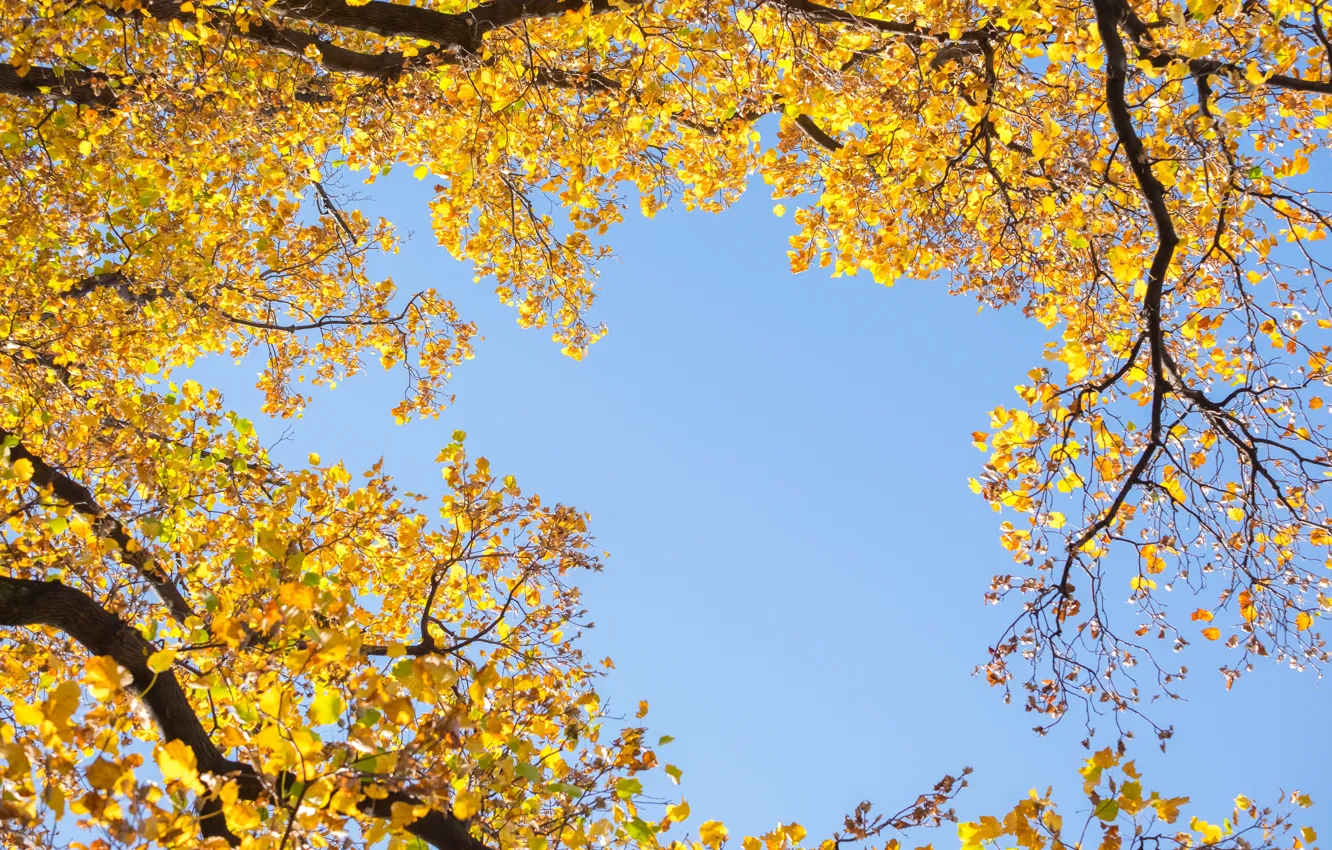 Фото обои осень, небо, листья, деревья, yellow, autumn, leaves, tree