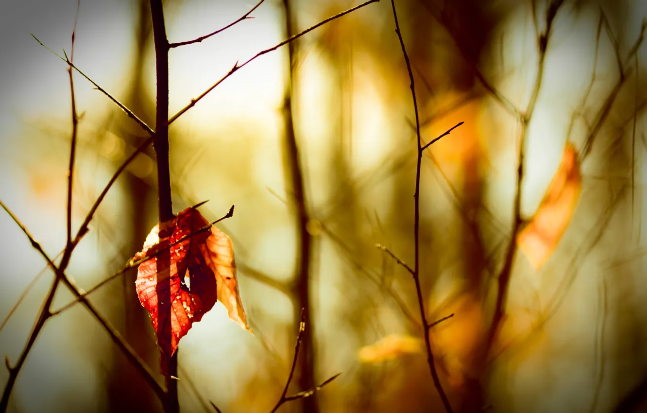 Фото обои осень, листья, размытость, боке, веточки