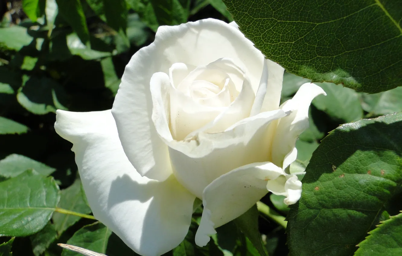 Фото обои цветок, лето, Akela White, роза белая