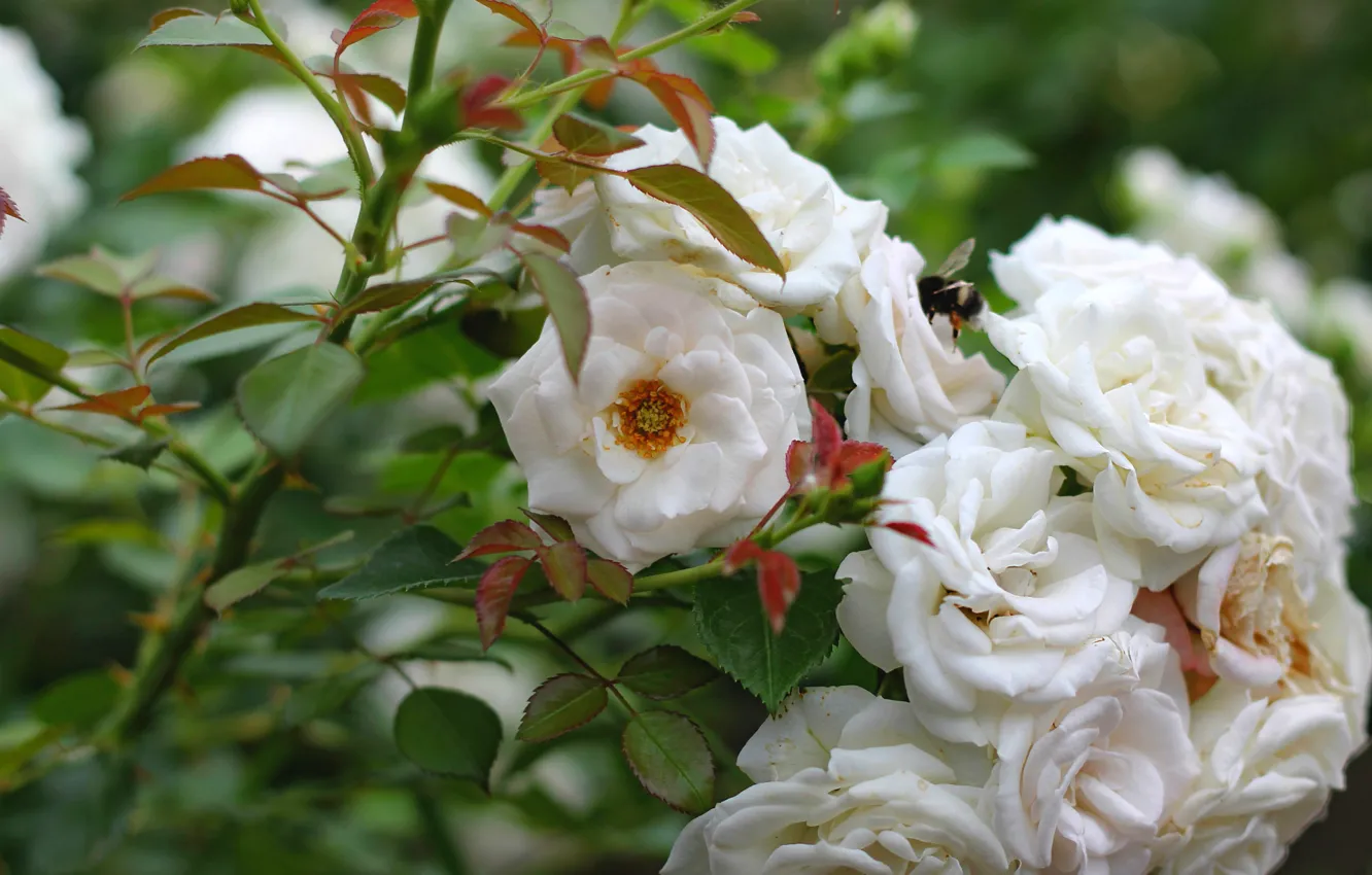Фото обои куст, розы, белые, шмель