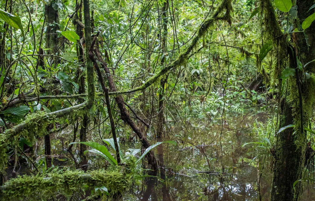 Фото обои заросли, мох, водоём, сельва, Коста-Рика, тропический дождевой лес
