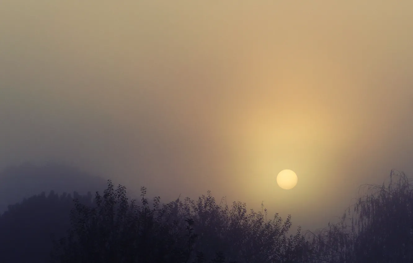 Фото обои sunset, foggy, silhouettes