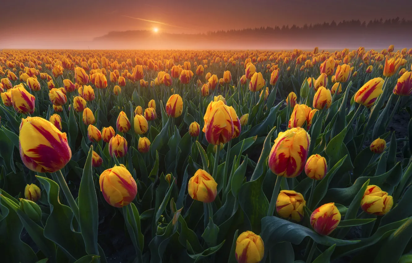 Фото обои цветы, желтые, тюльпаны, оранжевые, плантация, двухцветные