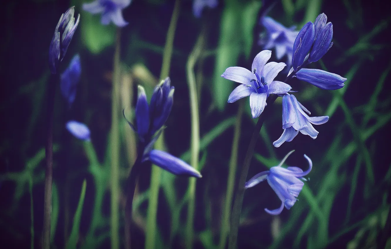 Фото обои Цветы, Цветок, Растение, Растения, Flower, Flowers, Flora, Plants