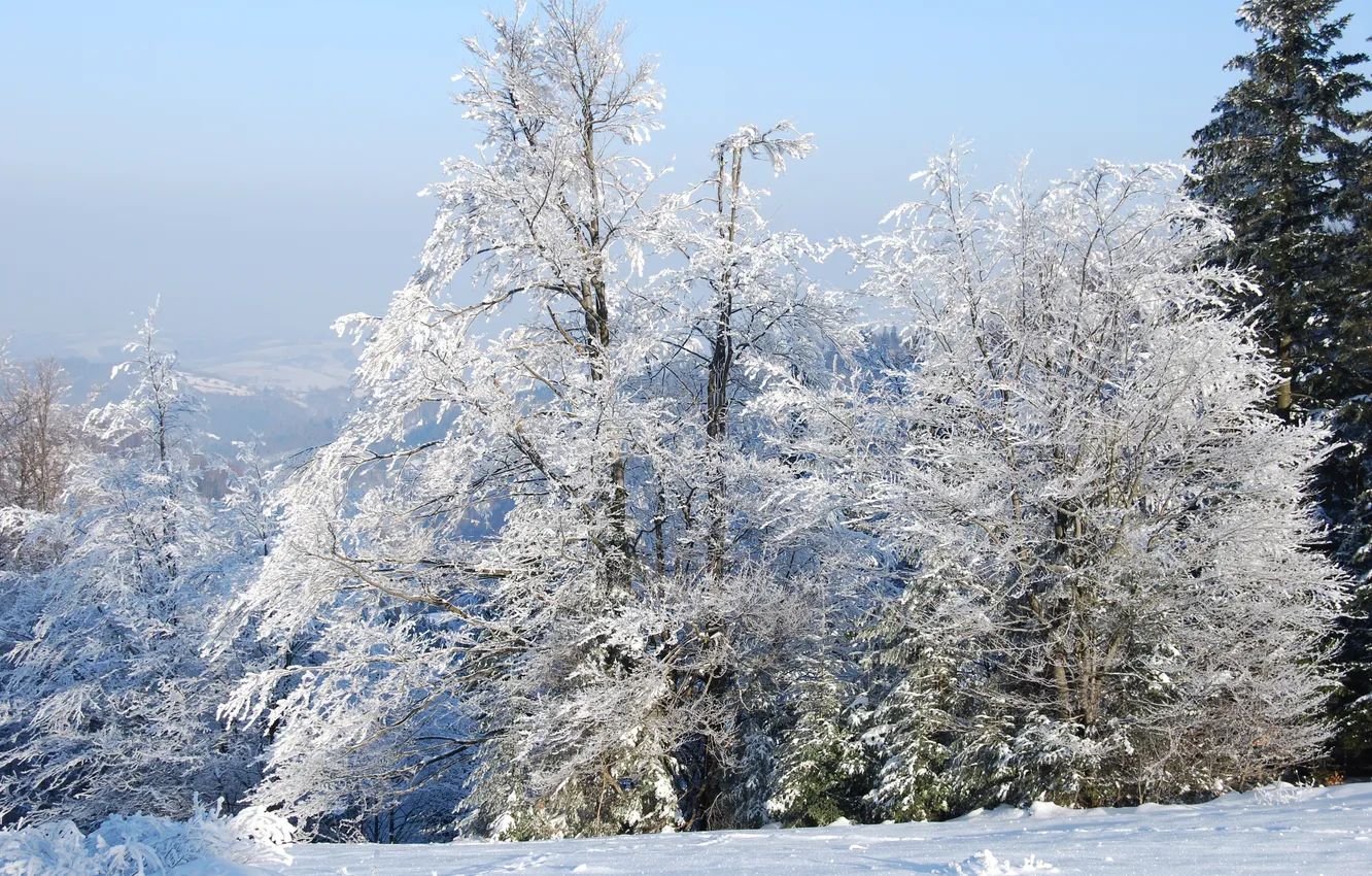 Фото обои зима, иней, лес, снег, природа, дерево, ель