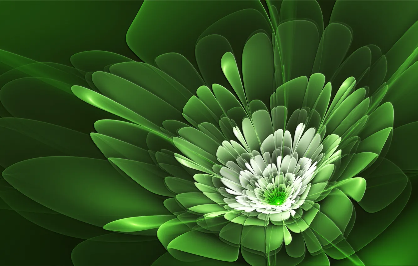 Фото обои цветок, линии, лепестки, зелёный