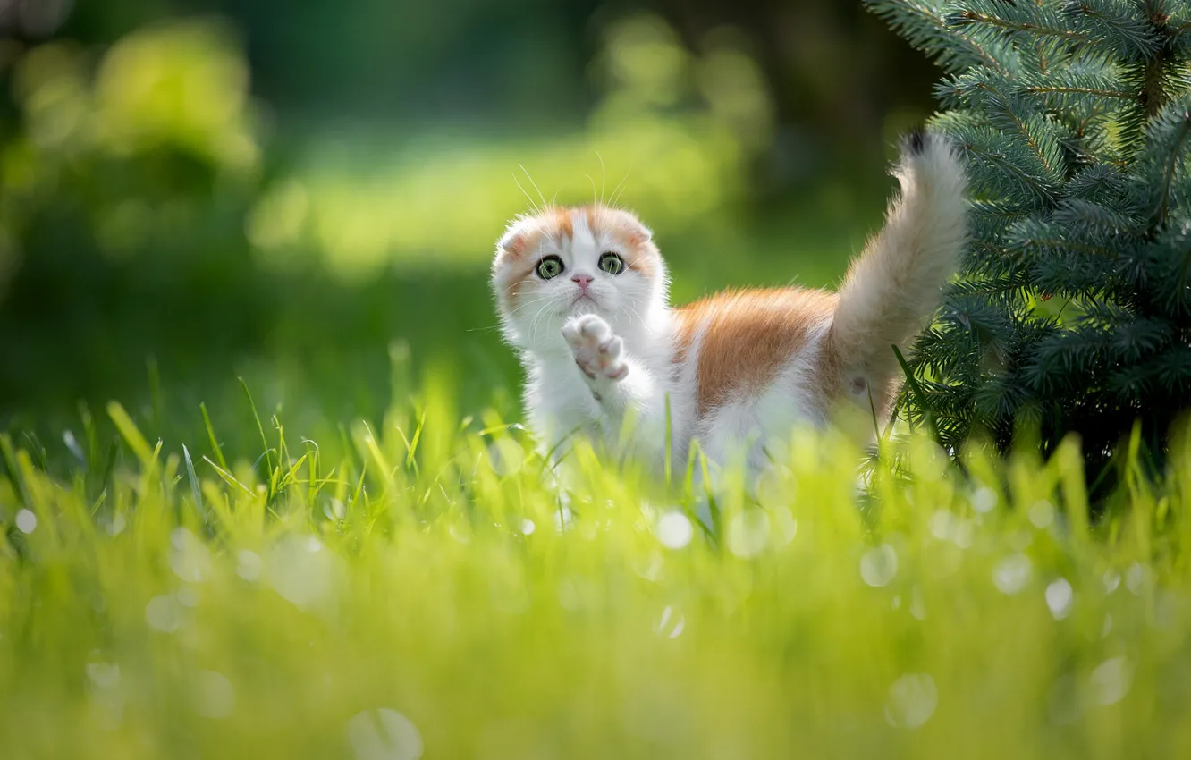 Фото обои трава, малыш, котёнок, лапка, на прогулке, Светлана Писарева