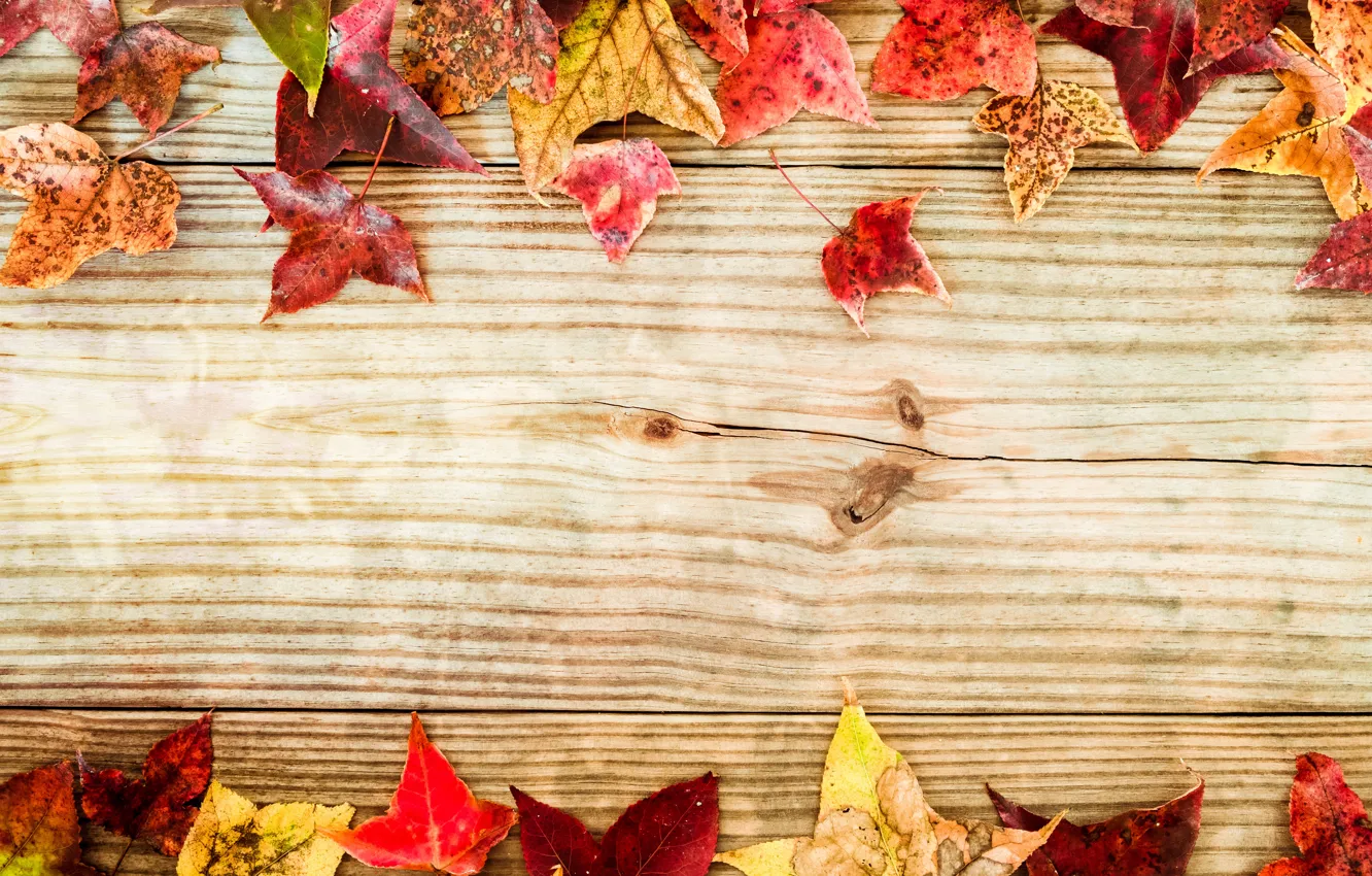 Фото обои осень, листья, фон, colorful, клен, wood, background, autumn