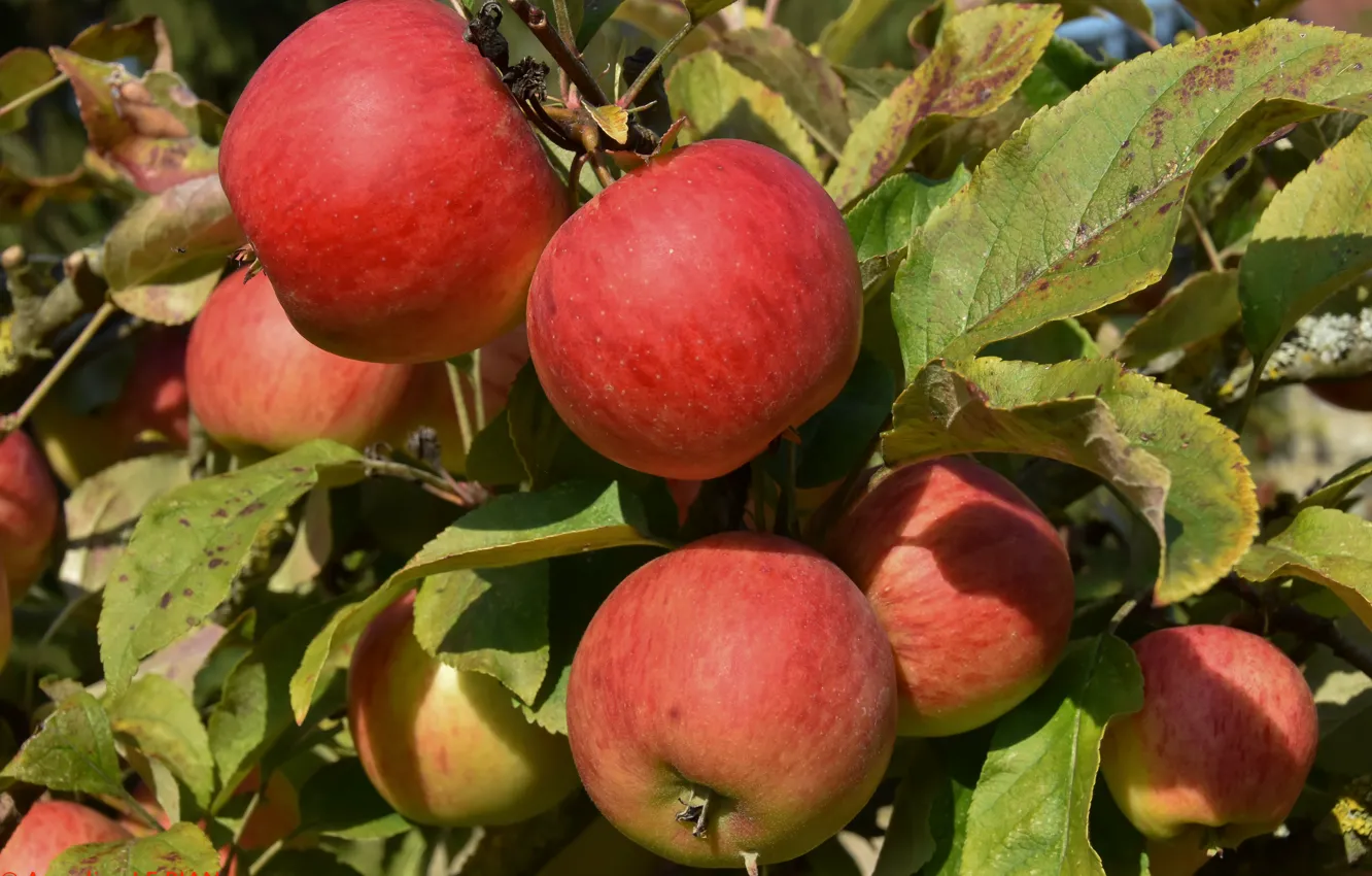 Фото обои лето, яблоки, плоды, красные