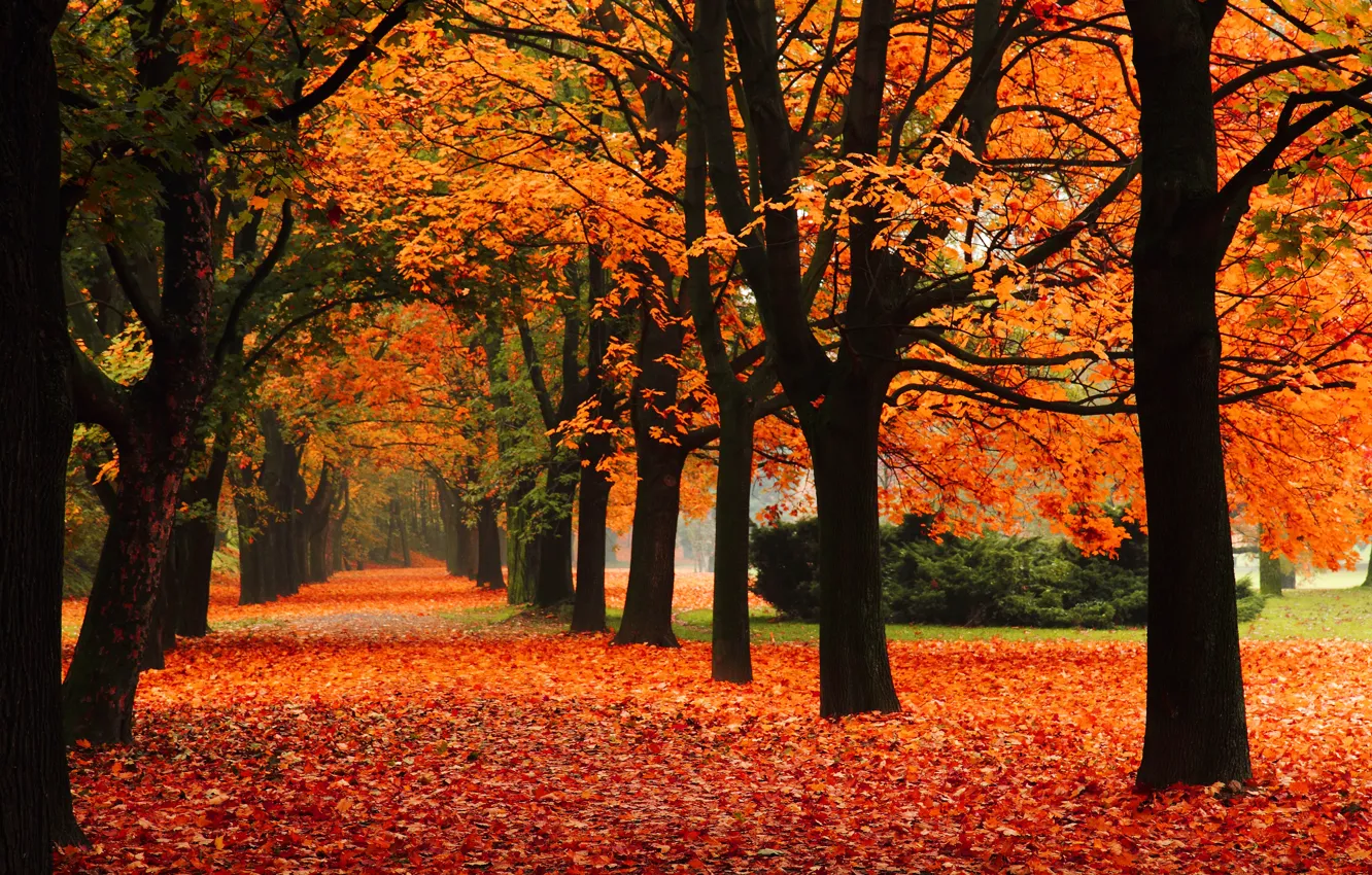Фото обои осень, листья, деревья, природа, парк, листопад, trees, autumn