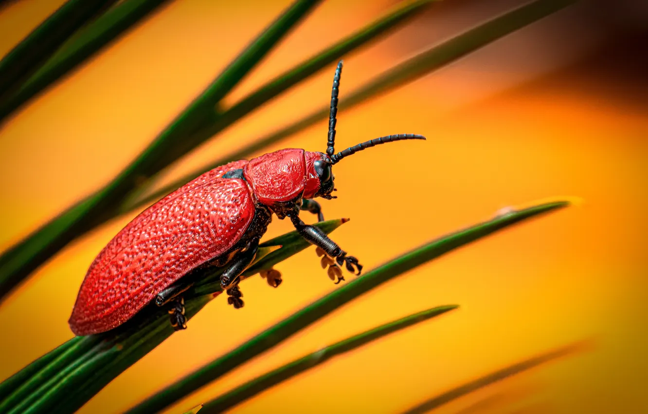 Фото обои red, grass, leaf, nutty