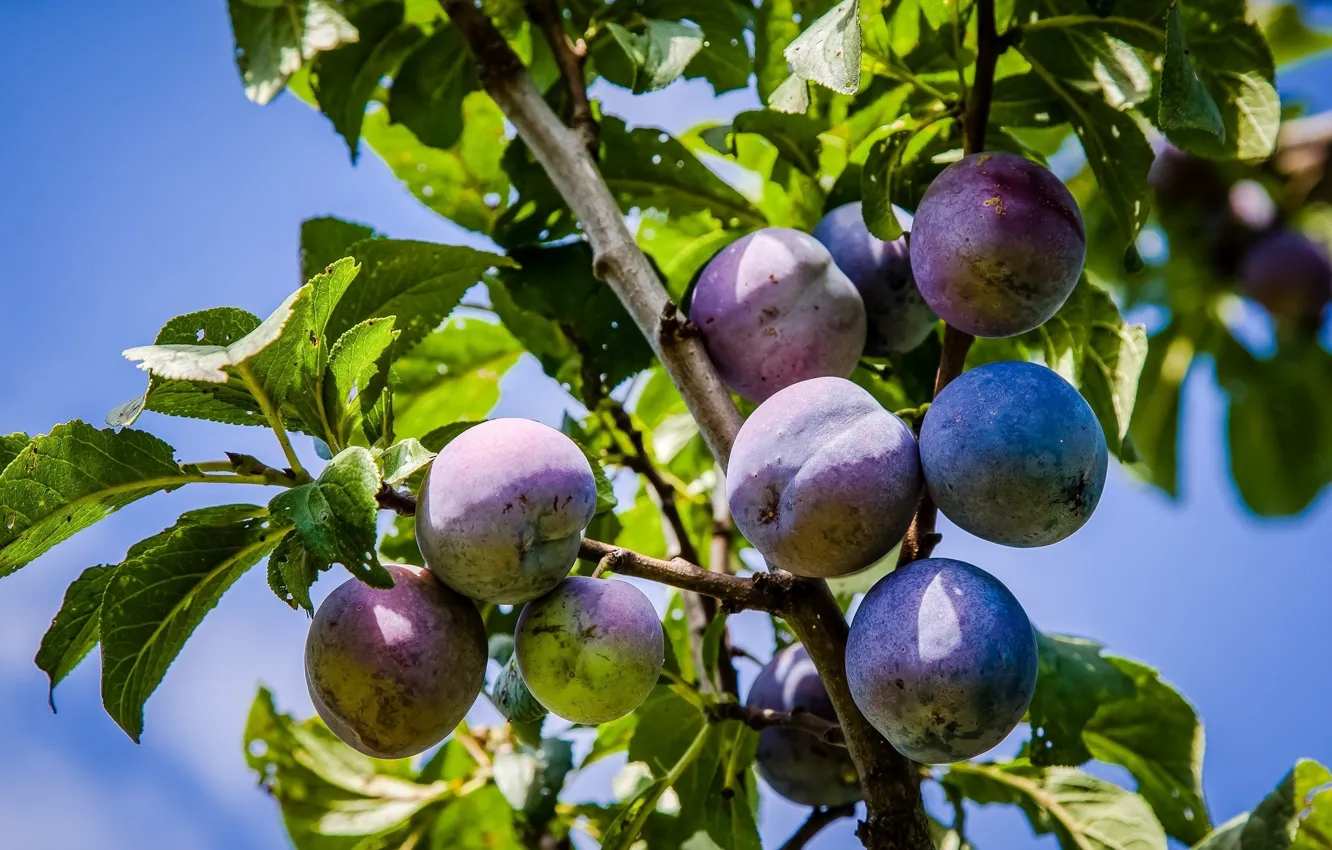 Фото обои небо, листья, плоды, сливы
