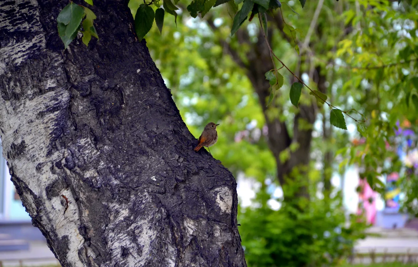 Фото обои лето, город, день, берёзы, соловей
