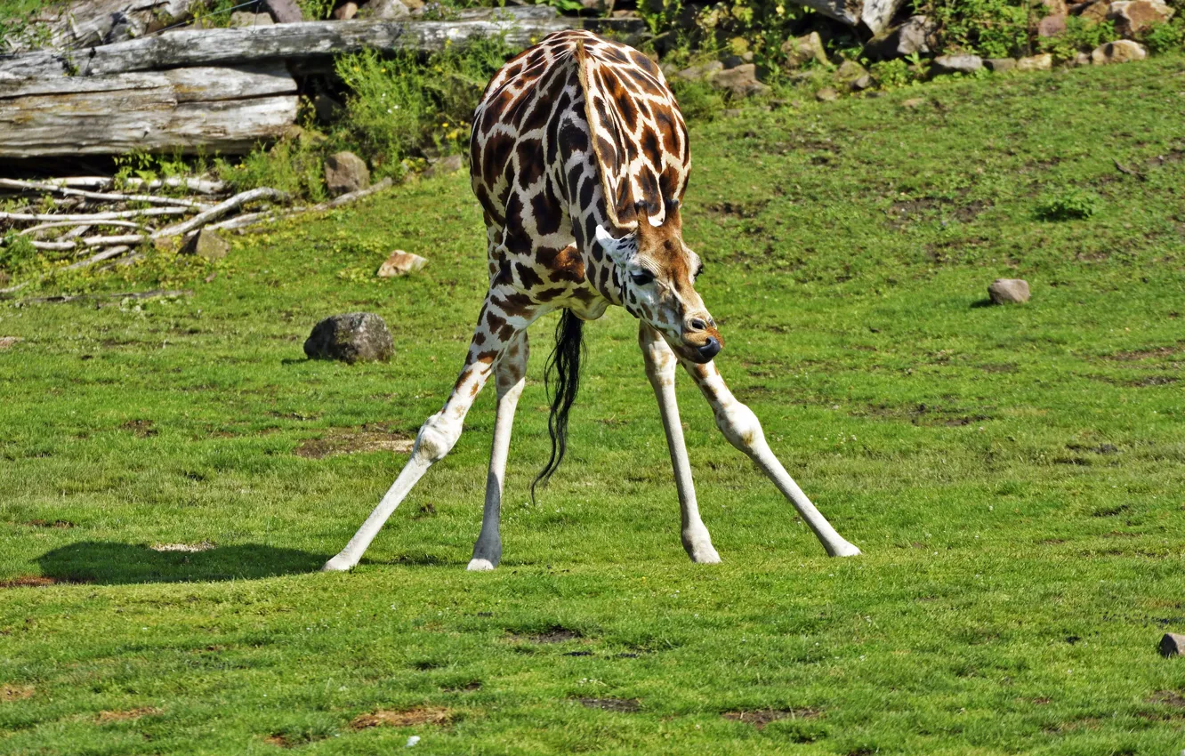 Фото обои природа, животное, жираф, окрас, шея