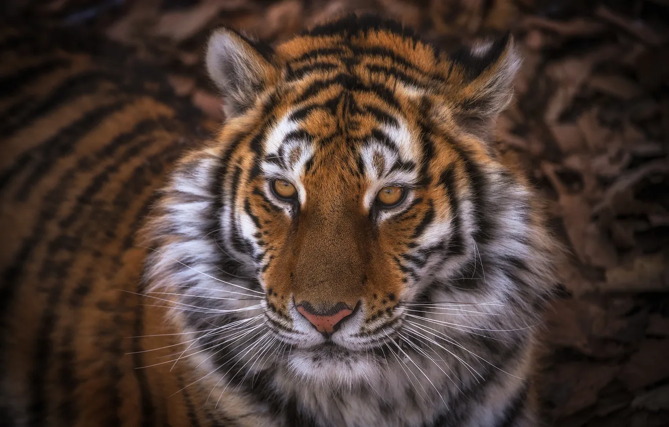 Фото обои морда, тигр, хищник, дикая кошка, красавец, Алексей Чекалев