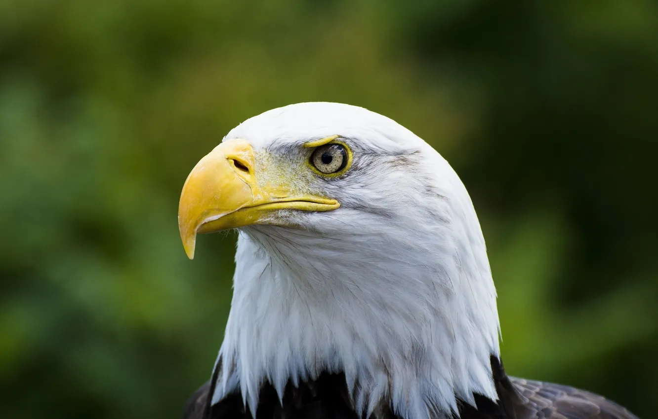 Фото обои птица, хищник, голова, клюв, белоголовый орлан, гордый