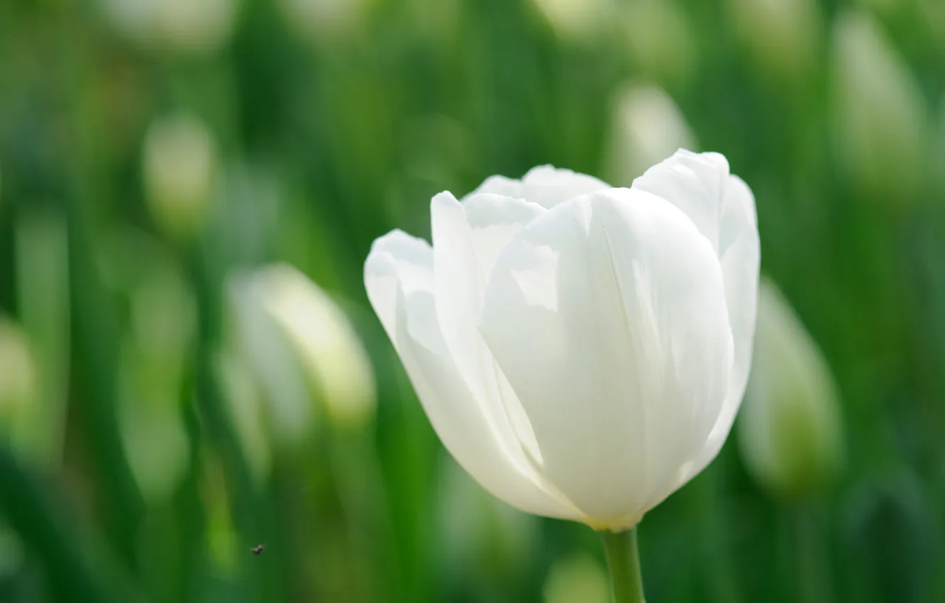 Фото обои белый, цветок, цветы, тюльпан, весна