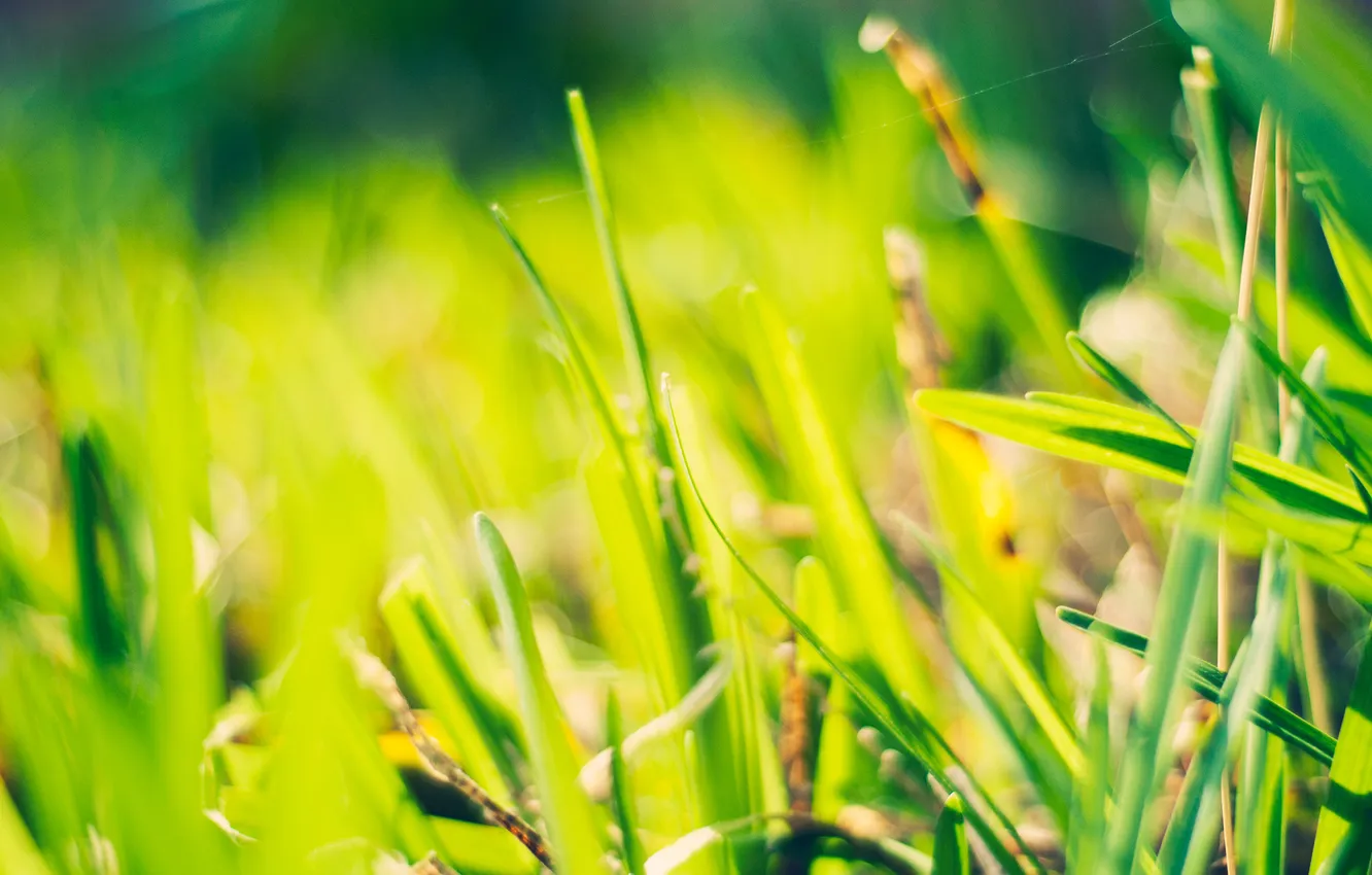 Фото обои зелень, трава, солнце