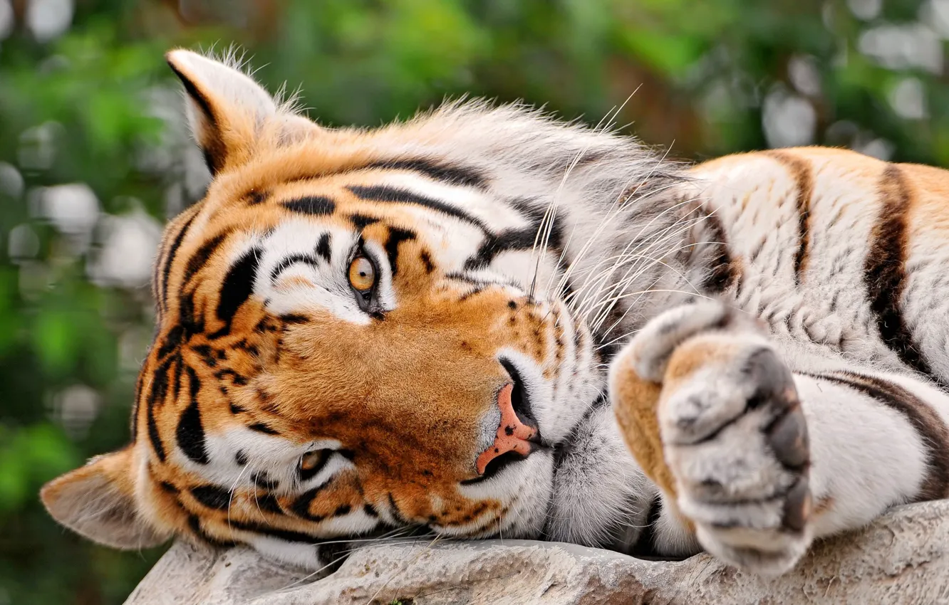 Фото обои глаза, взгляд, полоски, тигр, лежит, Большая кошка, tigr