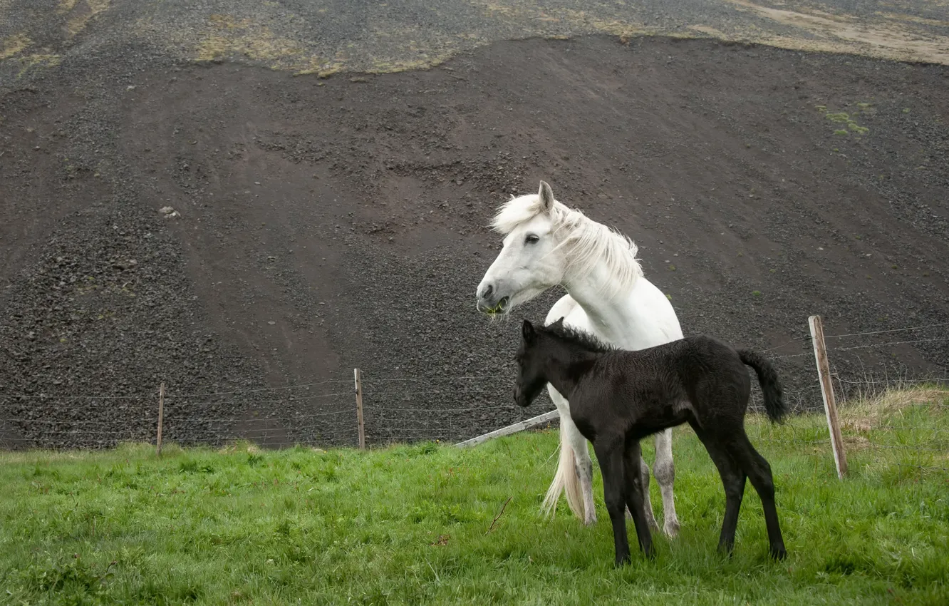 Фото обои природа, забор, кони