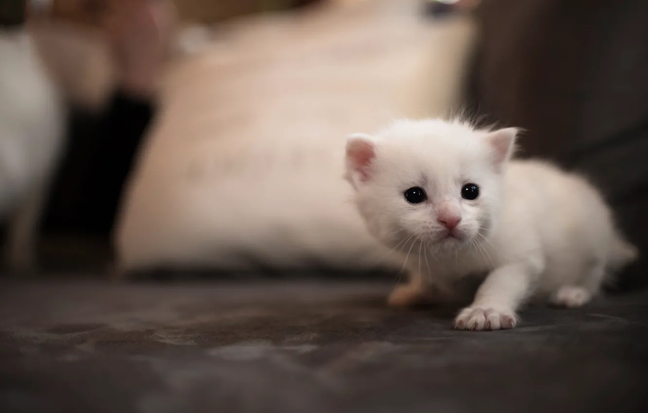 Фото обои кошка, белый, кот, котенок, фон, диван, глазки, маленький