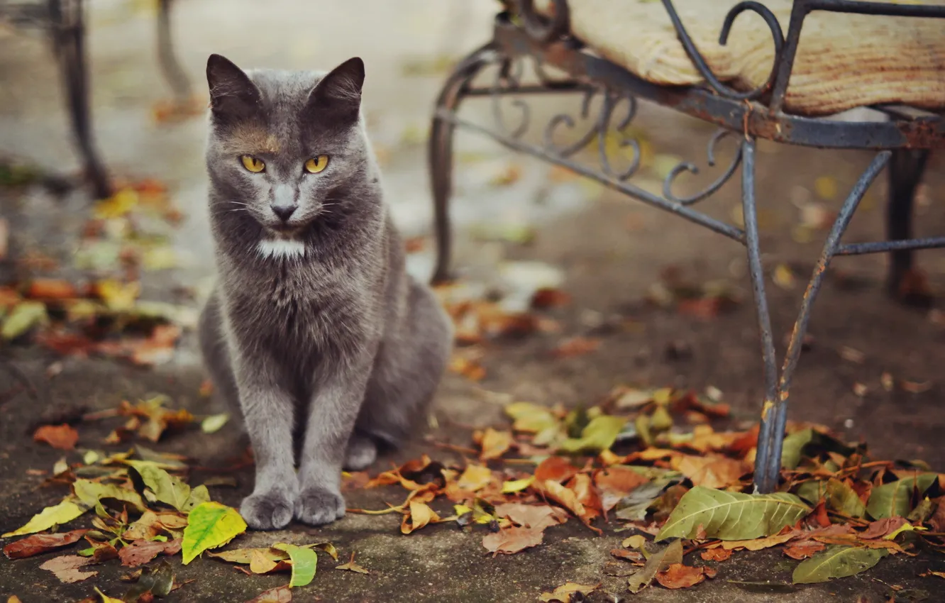 Фото обои кошка, листья, улица