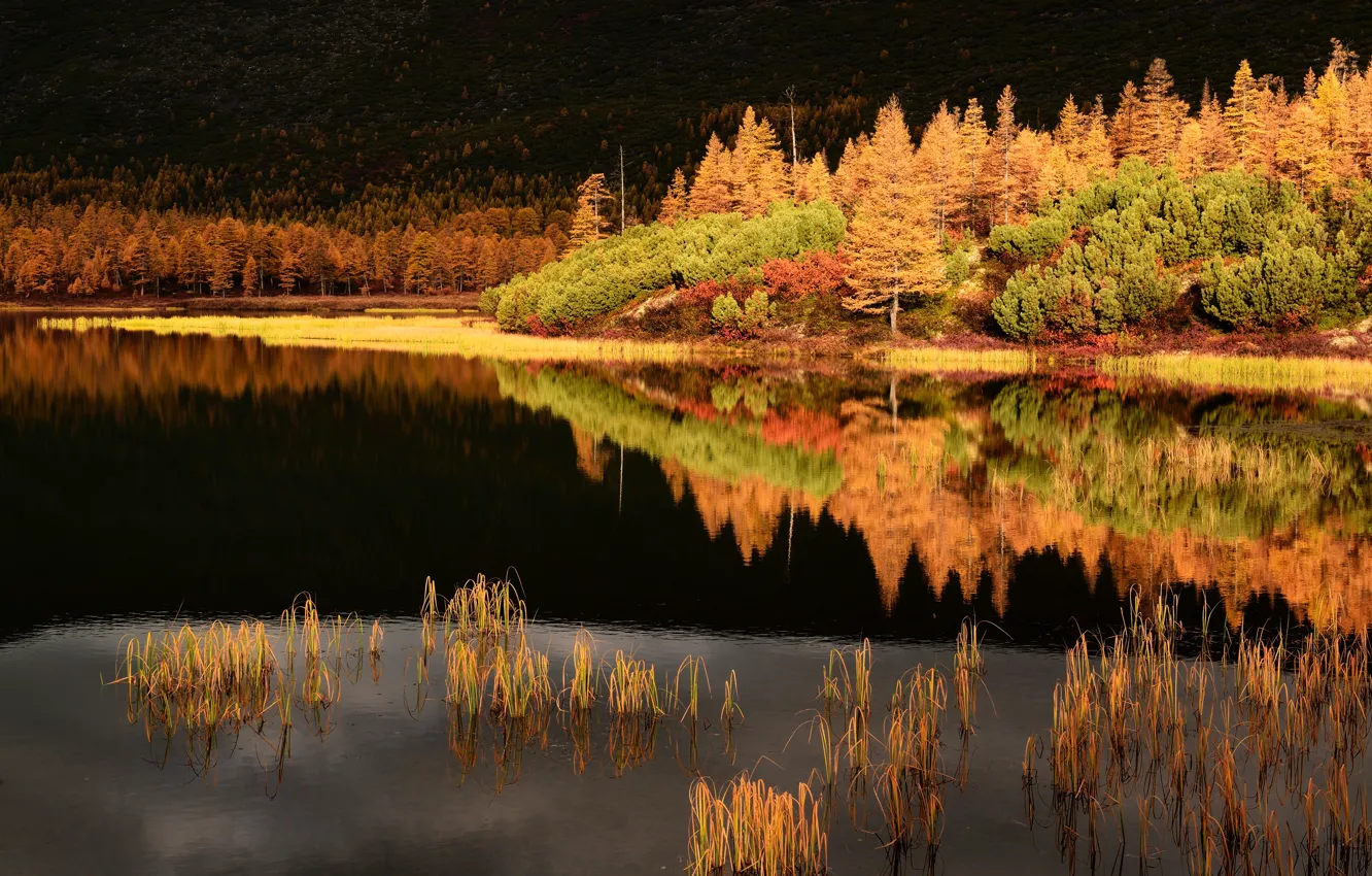 Фото обои осень, пейзаж, природа, отражение, ручей, леса, Колыма, Максим Евдокимов