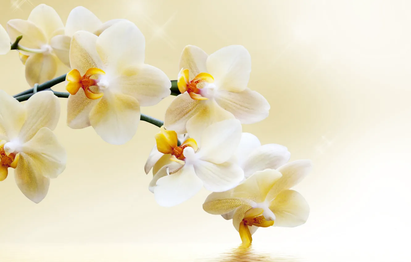 Фото обои цветы, ветка, орхидея