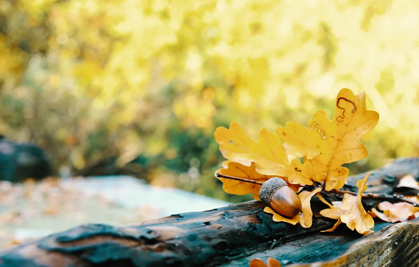 Фото обои осень, листья, желудь, боке