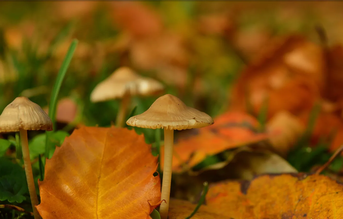 Фото обои Осень, Листья, Грибы, Autumn, Боке, Bokeh, Leaves, Mushrooms