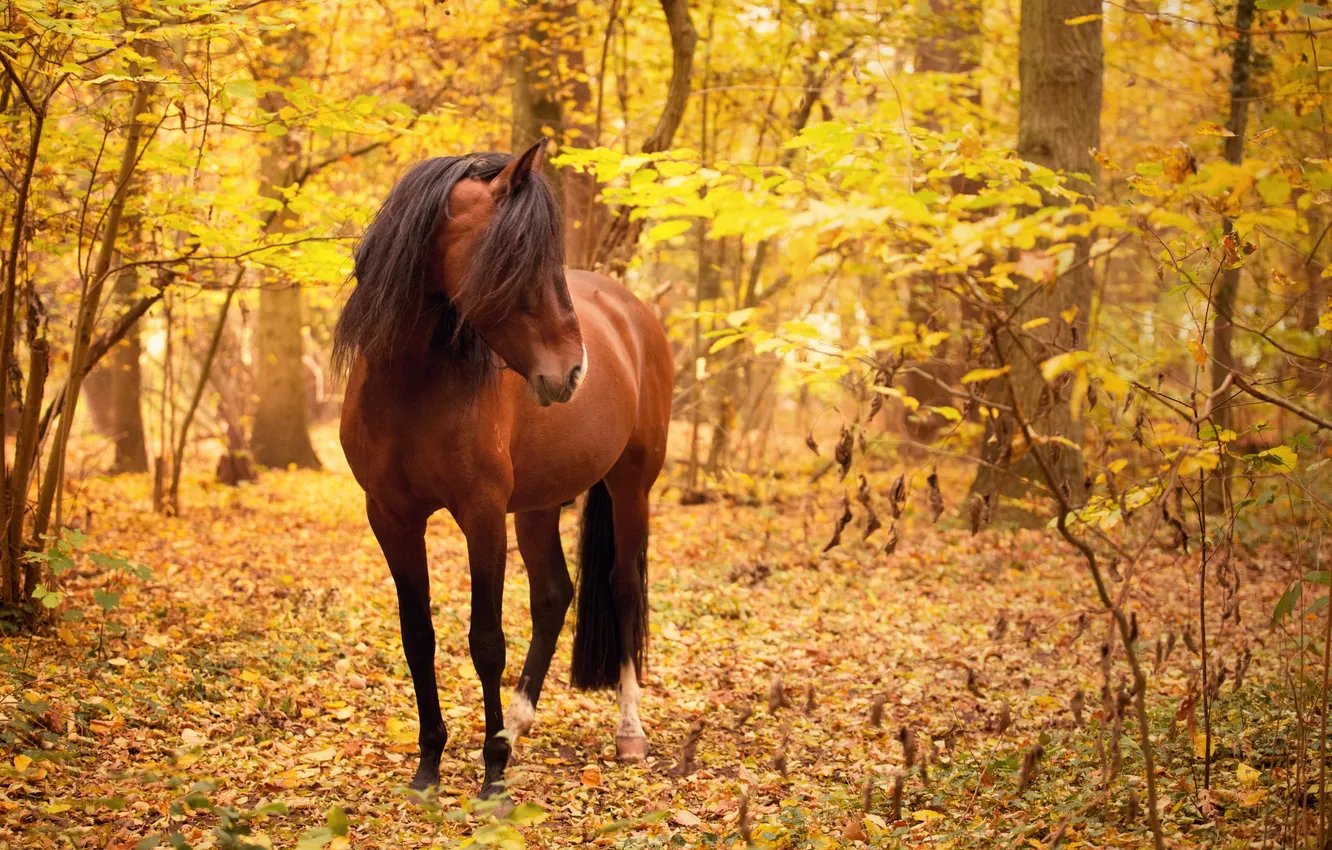 Фото обои осень, природа, конь