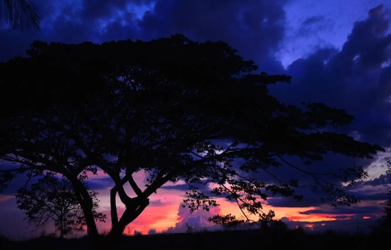 Фото обои облака, пейзаж, ночь, дерево, силуэт, зарево
