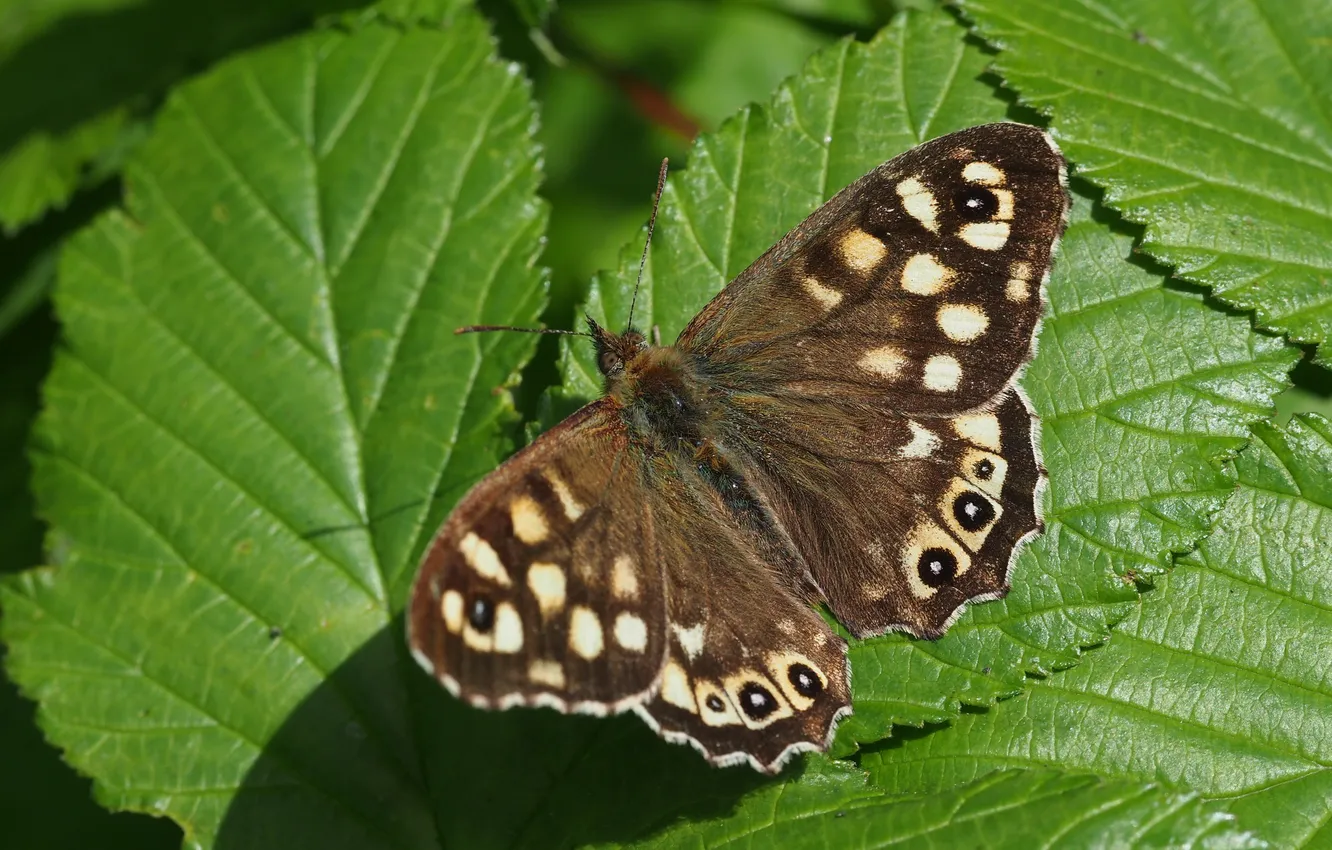 Фото обои зелень, Пестрое дерево, Speckled Wood Butterfly, бабочка. листва