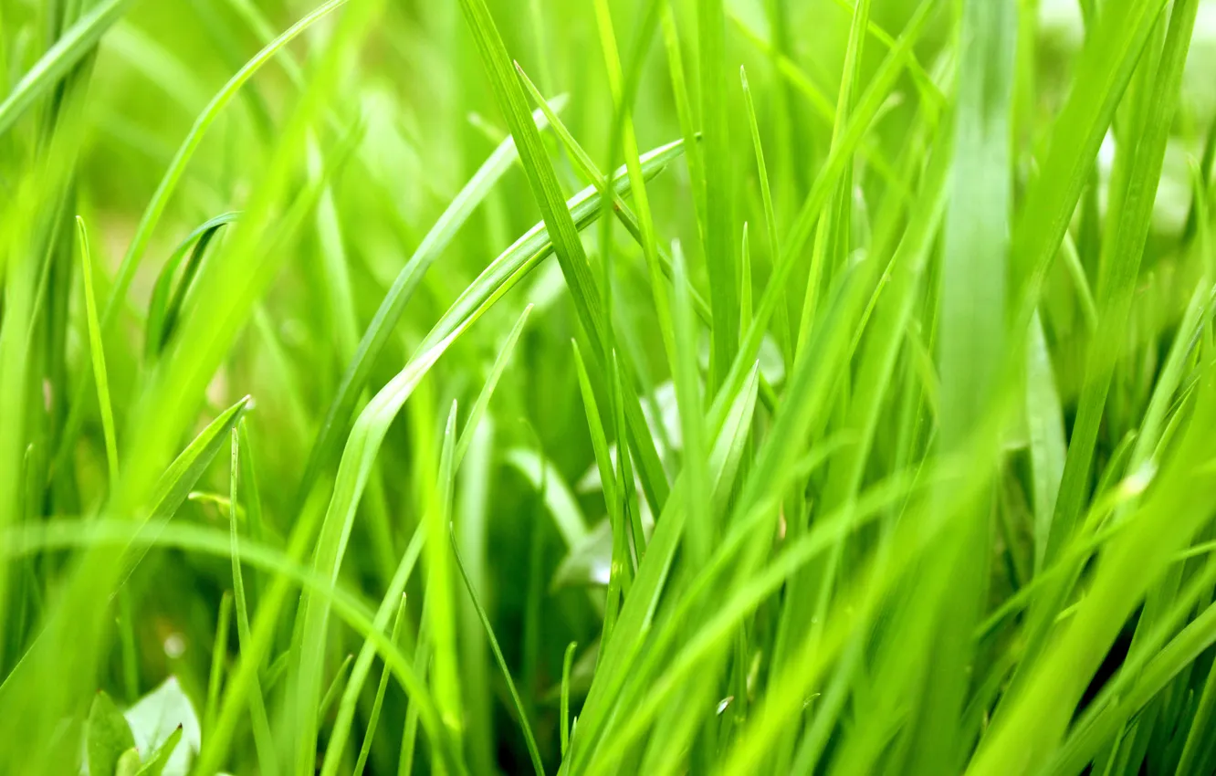 Фото обои зелень, трава, тепло, растение, зелёный, сезон, сочный, травянистый