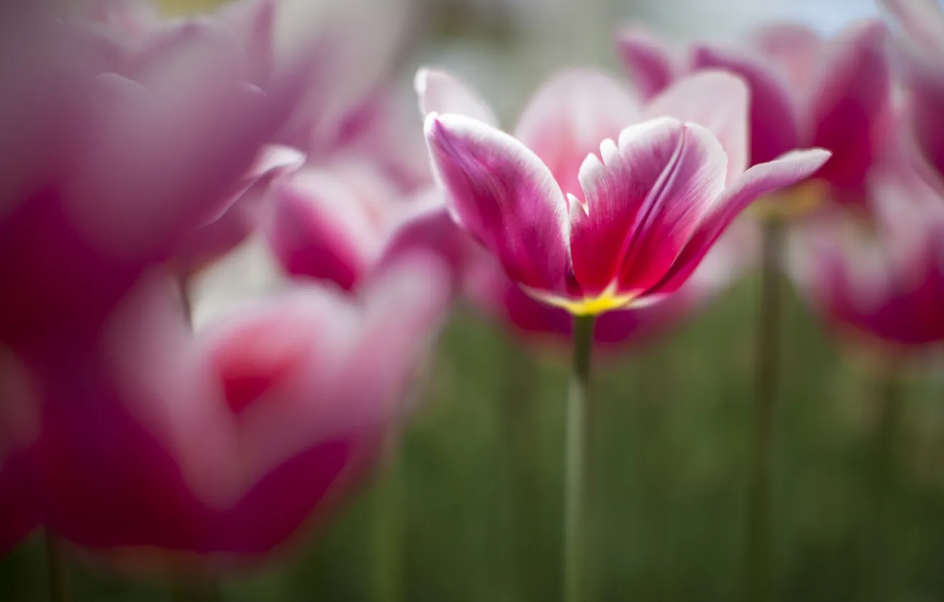 Фото обои весна, тюльпаны, розовые, много