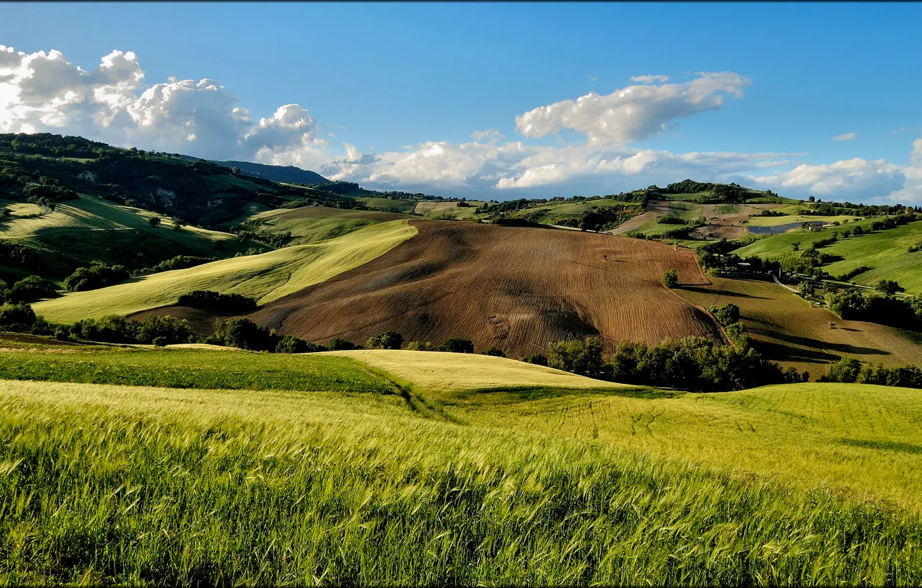 Фото обои лето, деревья, холмы, поля, Italia, San Severino