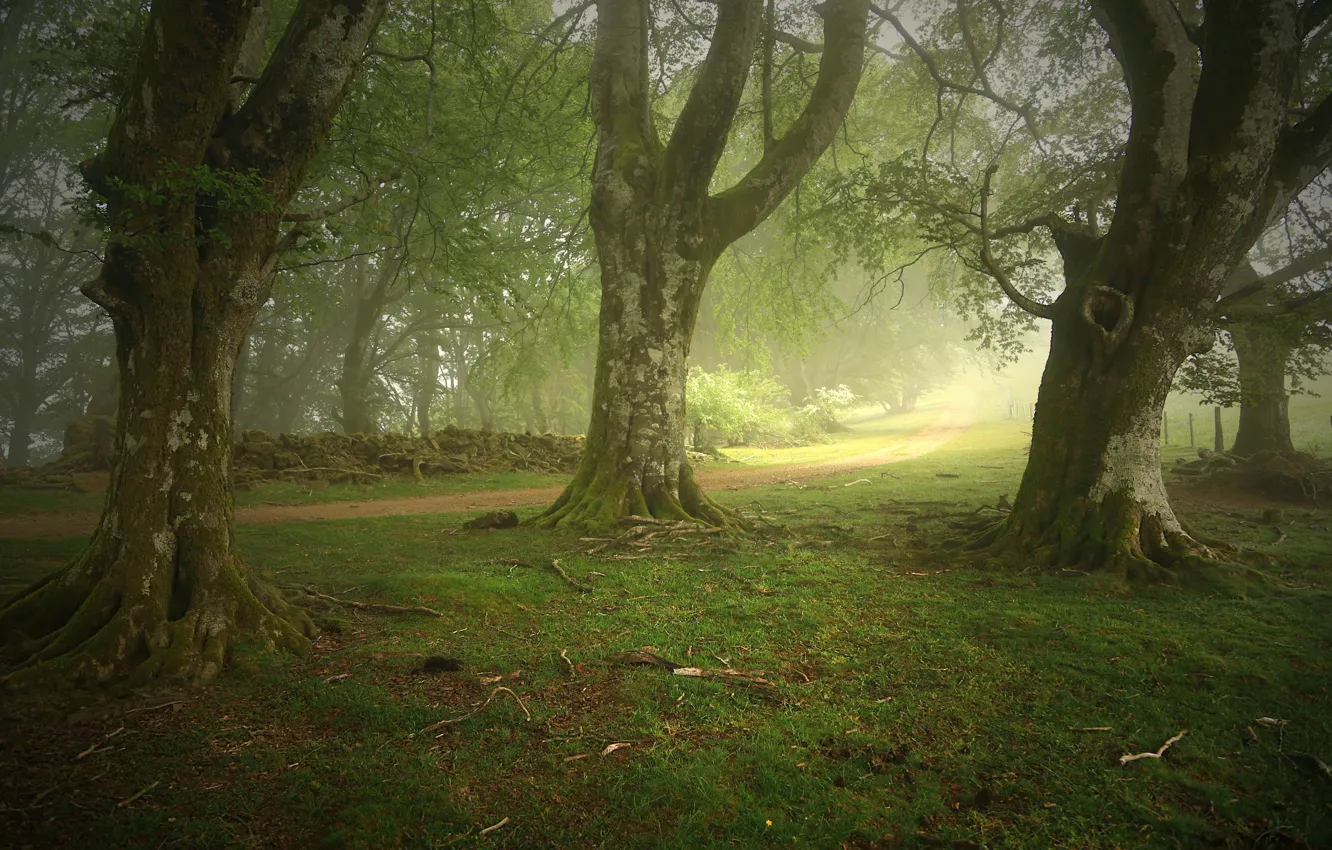Фото обои лес, деревья, туман, тропа, Испания, Zapitor, Navarre