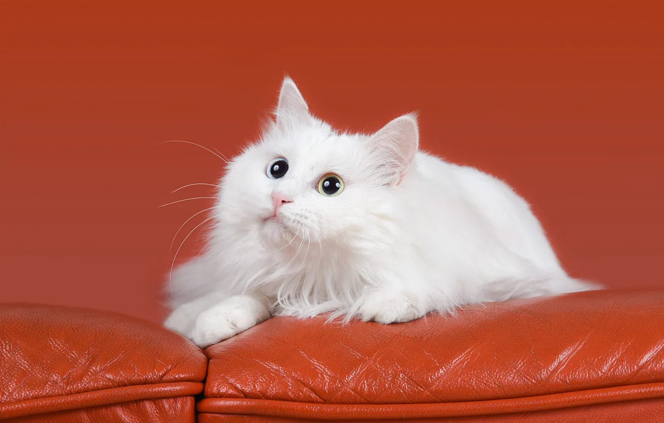 Фото обои кошка, кот, взгляд, оранжевый, фон, диван, лежит, белая