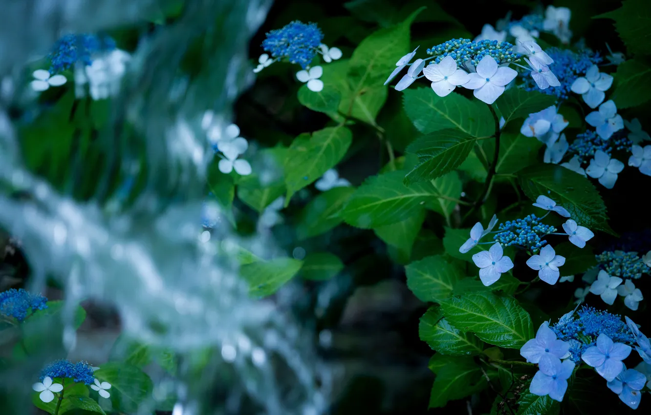 Фото обои листья, вода, цветы, фон, темный, водопад, голубые, гортензия