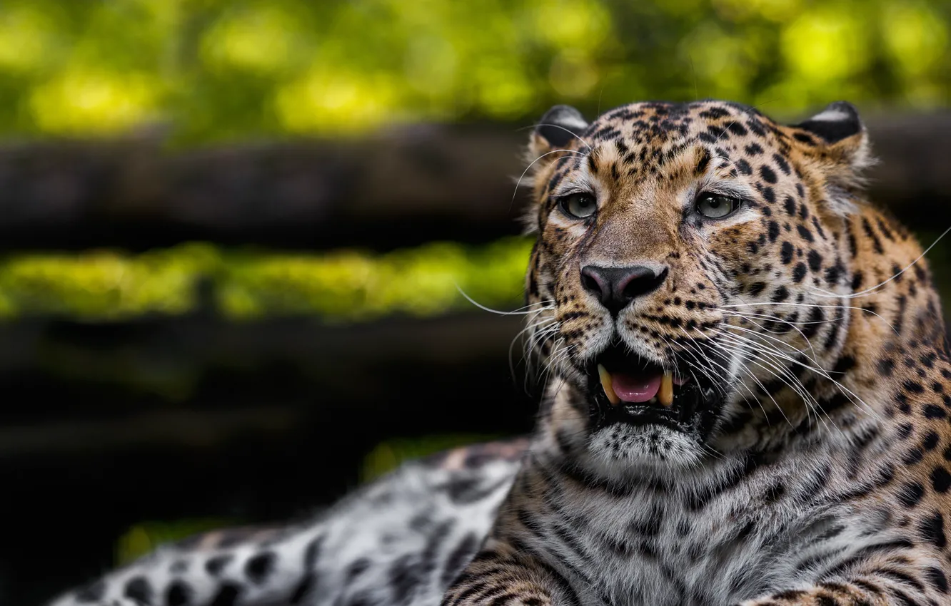 Фото обои морда, хищник, леопард, дикая кошка, боке, Олег Богданов