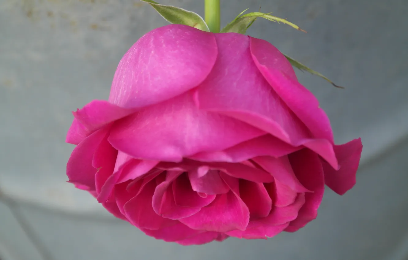 Фото обои розовая, роза, rose