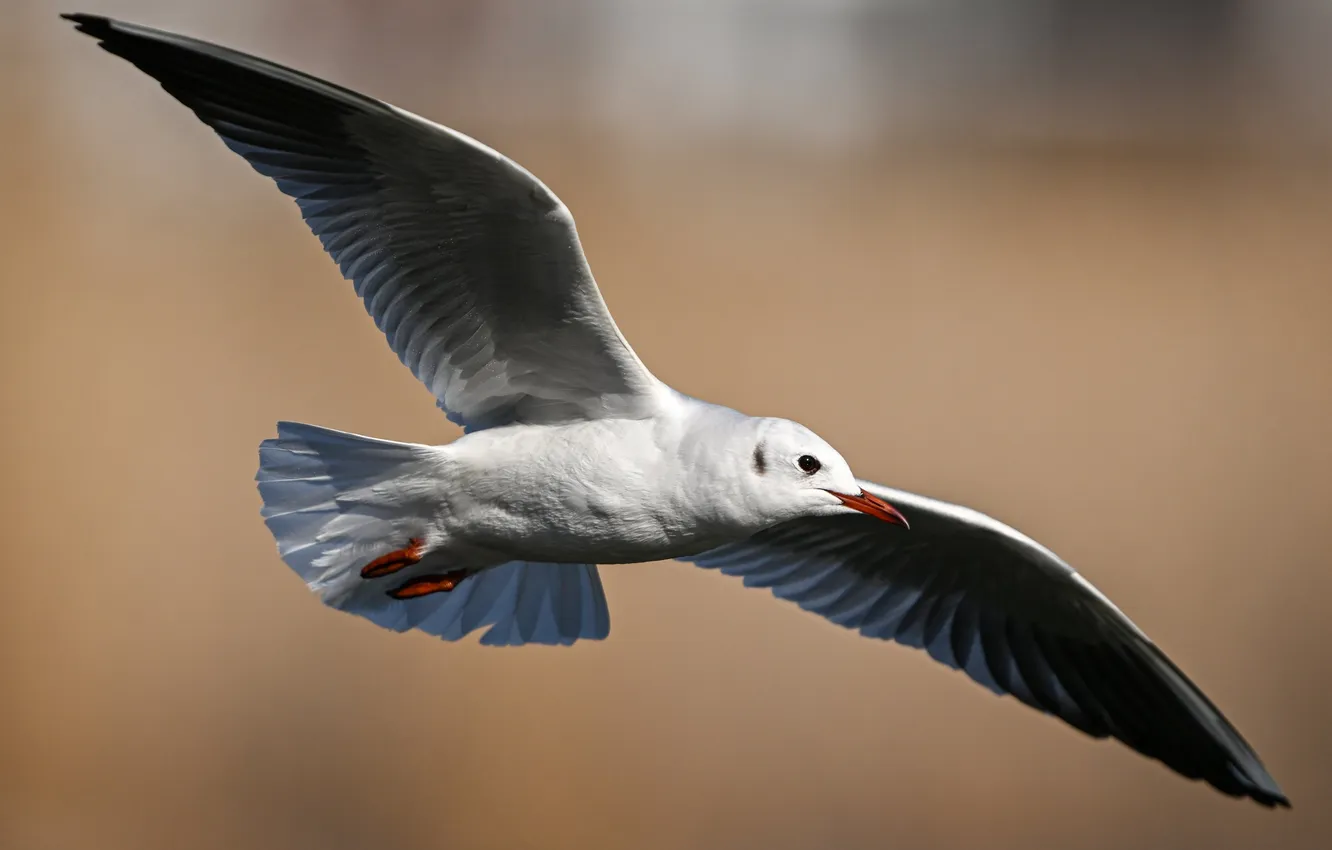 Фото обои bird, seagull, close up